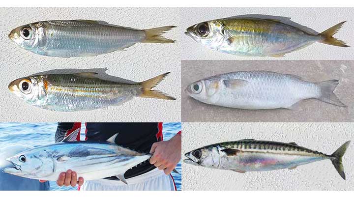 types of baitfish freshwater and saltwater