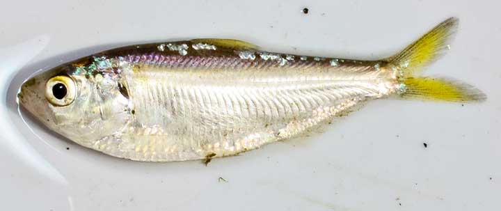 types of freshwater baitfish