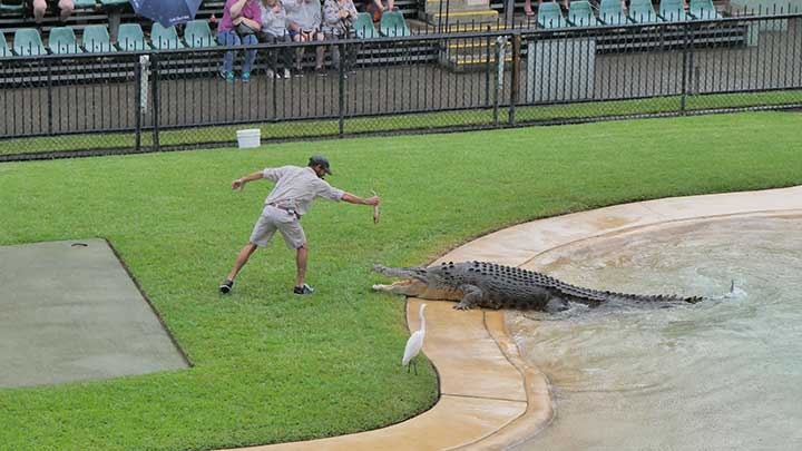 do not feed crocodiles or aligators