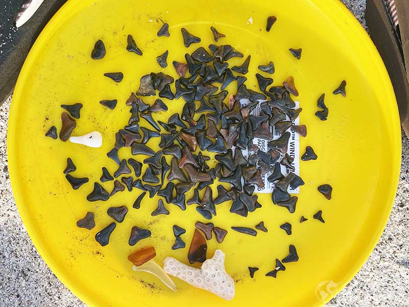 A bunch of shark teeth found at the beach in south Florida