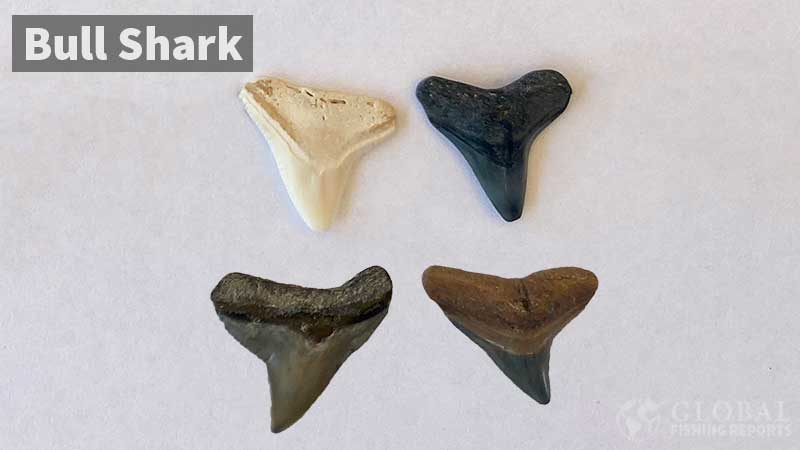 Bull shark teeth