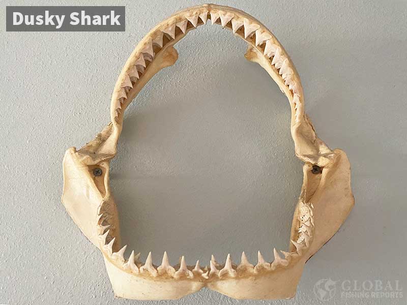 Dusky shark jaws