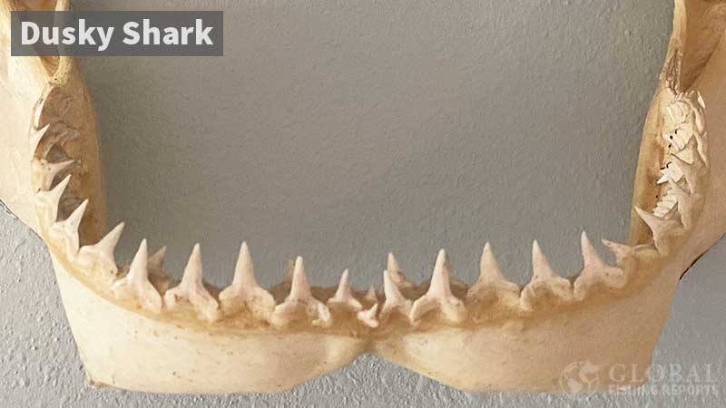 Dusky shark lower jaw