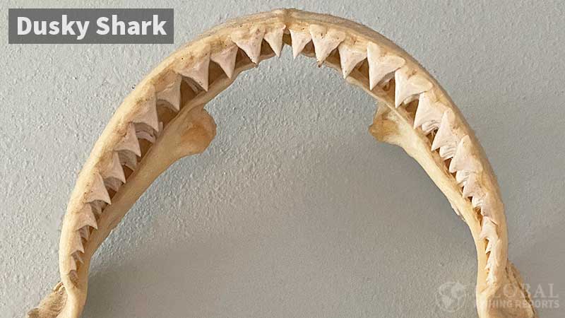 Dusky shark upper jaw