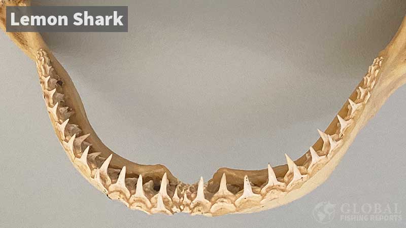 Lemon shark jaw with pointy teeth