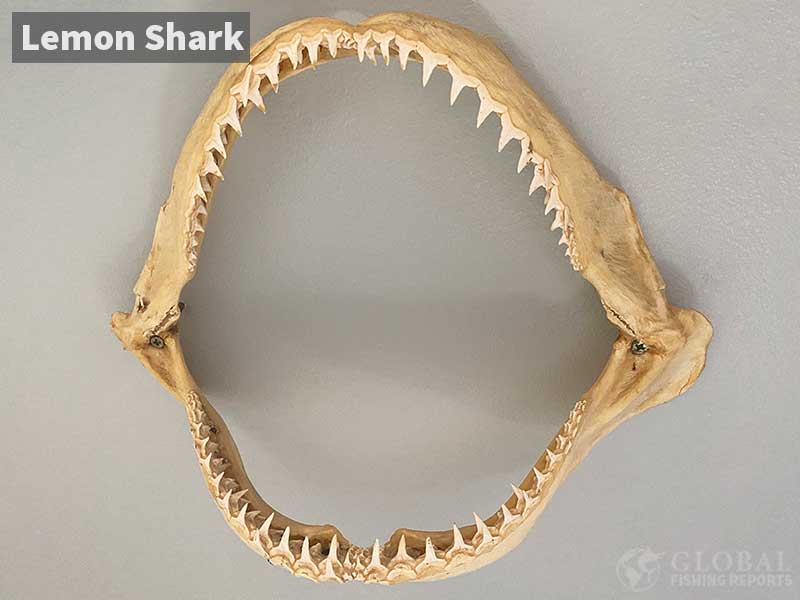 Lemon shark jaws
