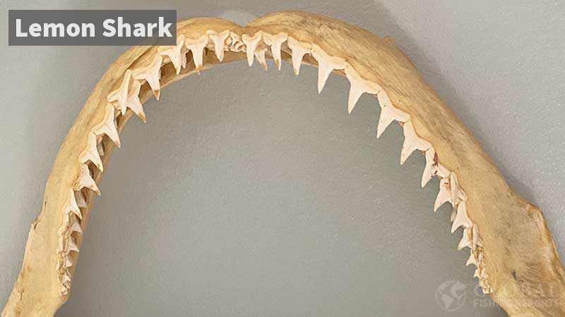 Lemon shark upper jaw with t shaped teeth