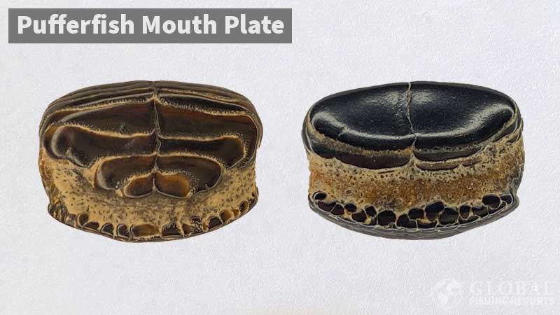 Pufferfish mouth plate