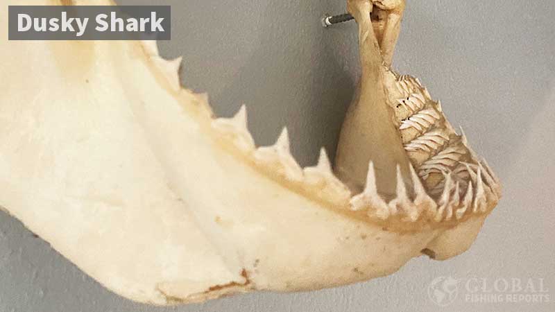 Rows of teeth in the lower jaw of a shark