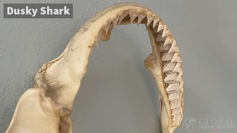 Rows of teeth in the upper jaw of a shark