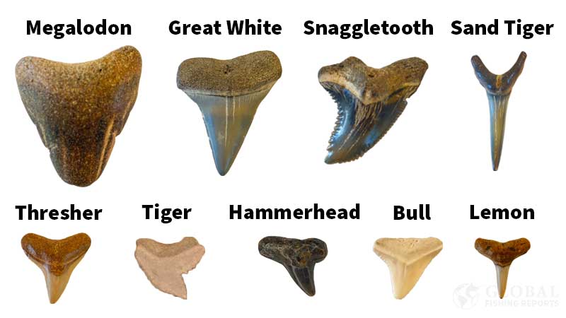 Shark teeth identification megalodon great white snaggletooth sand tiger thresher tiger hammerhead bull and lemon shark
