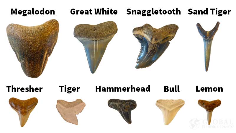 How To Identify Shark Teeth By Captain Cody How To Identify Shark Teeth By Captain Cody