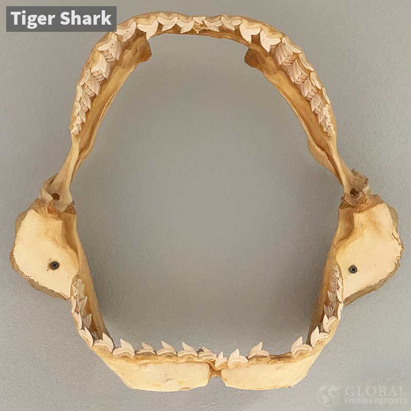 Tiger shark jaws
