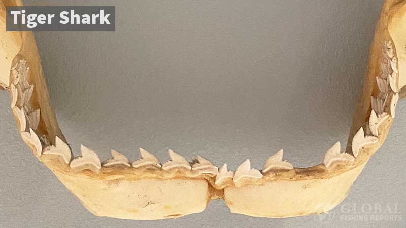 Tiger shark lower jaw with teeth showing