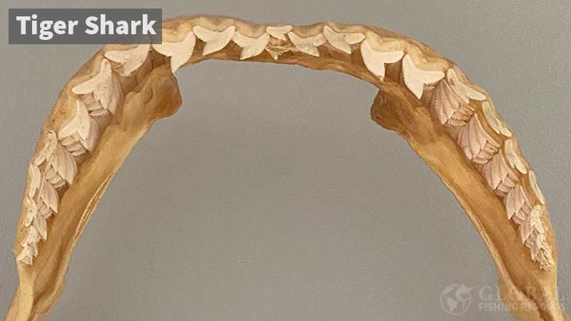 Tiger shark upper jaw showing tooth shape
