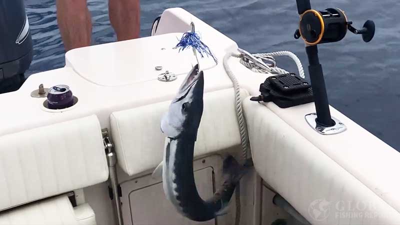 barracuda caught on blue and white trolling lure