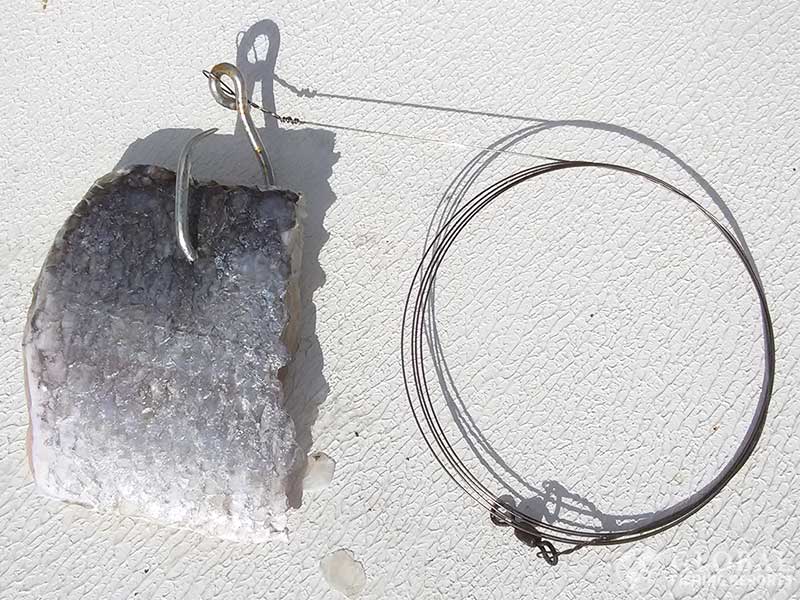 barracuda filet on a circle hook for shark fishing