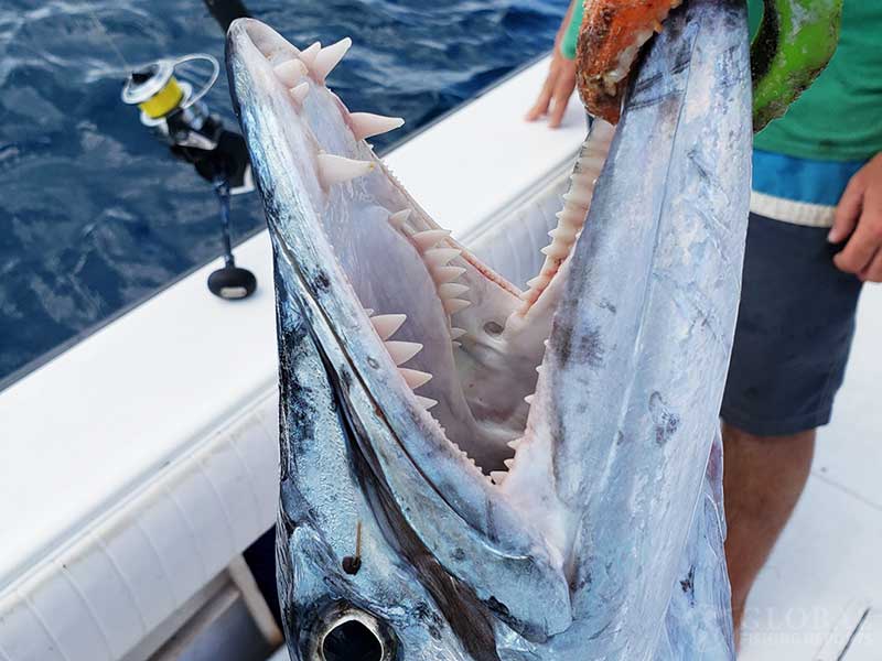 barracuda jaws with teeth showing