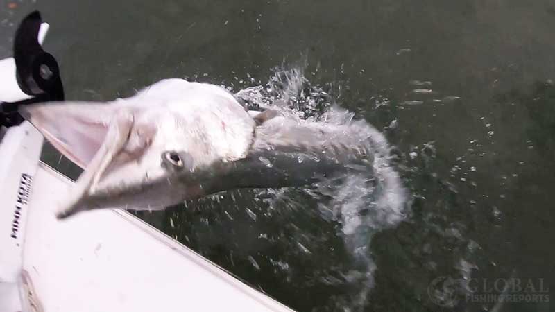 barracuda jumping at Cody