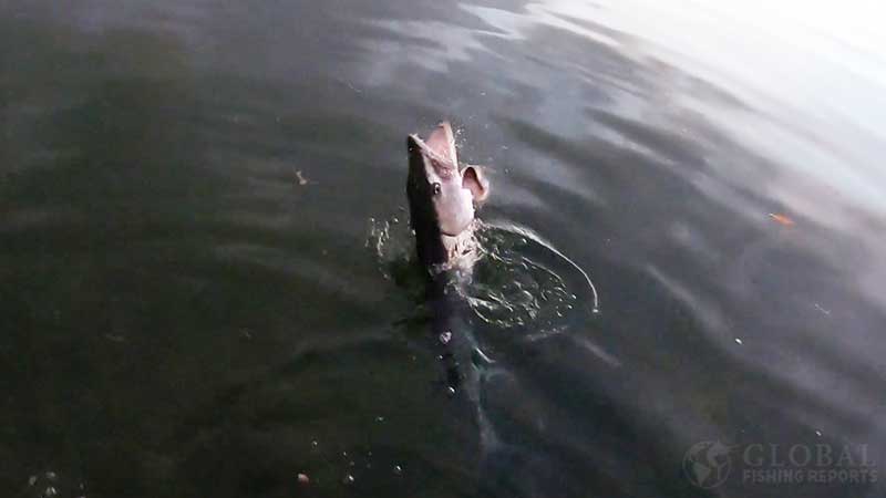 barracuda jumping in the ocean