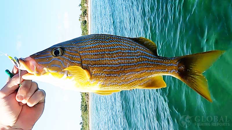 blue striped grunt identification picture