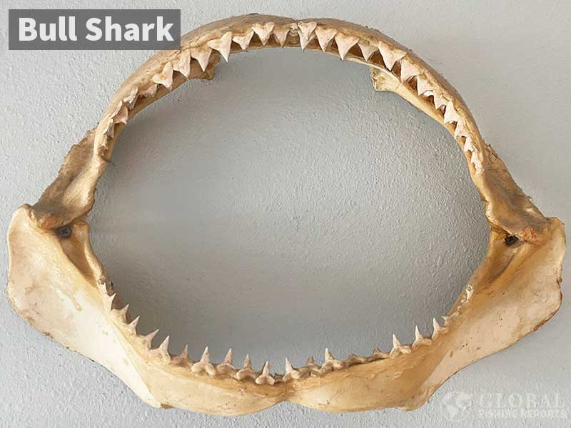 Bull shark jaws