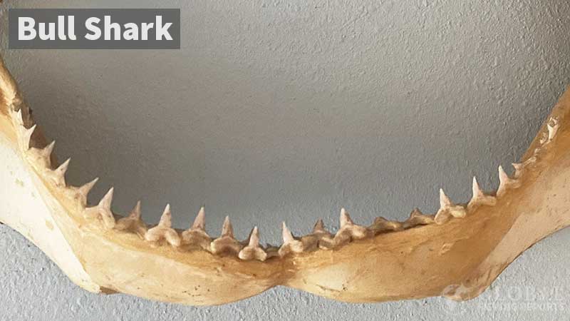 Bull shark lower jaw with teeth