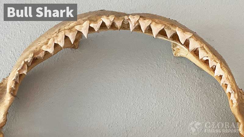 Bull shark upper jaw with teeth