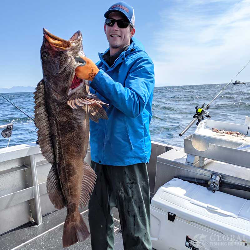 captain cody wabiszewski holding a huge lingcod in sitka alaska