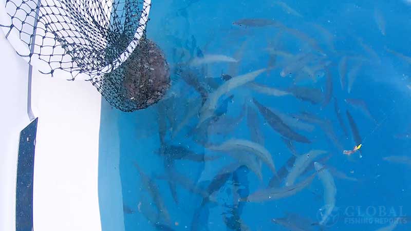 chumb tied to the boat for reef fishing