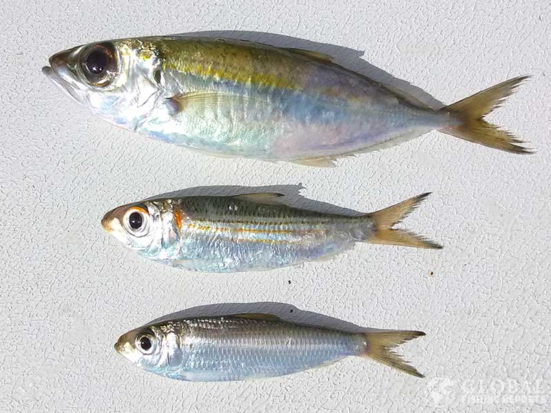 differnt types of live bait for barracuda fishing