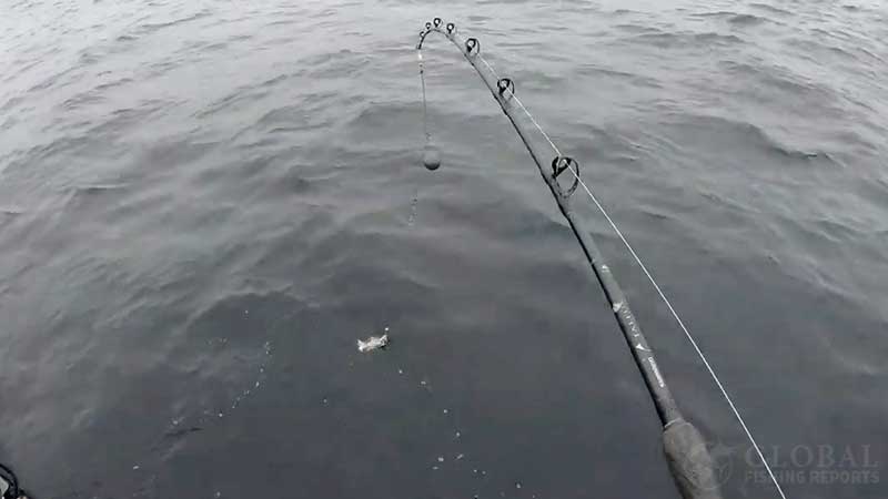 fishing rig setup for lingcod