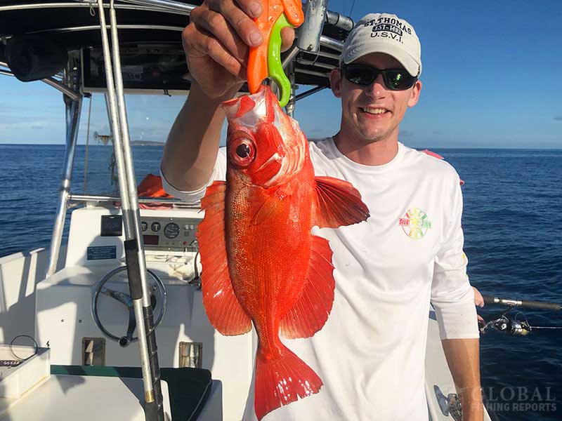 glasseye snapper also called a toro snapper