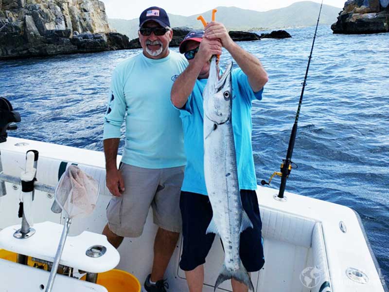 great barracuda caught near rocks in the virgin islands