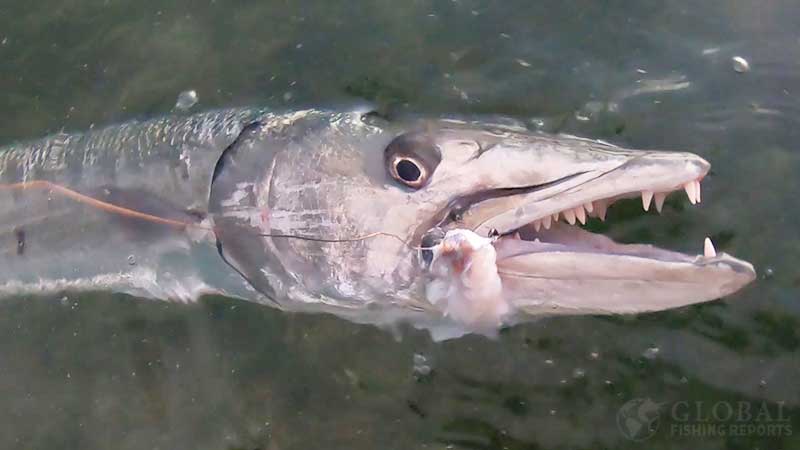 great barracuda with jaws open showing large teeth