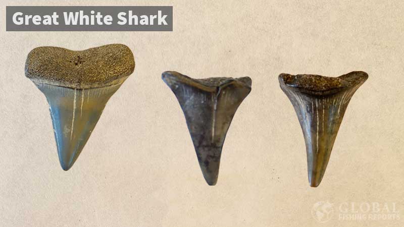 Great white shark teeth