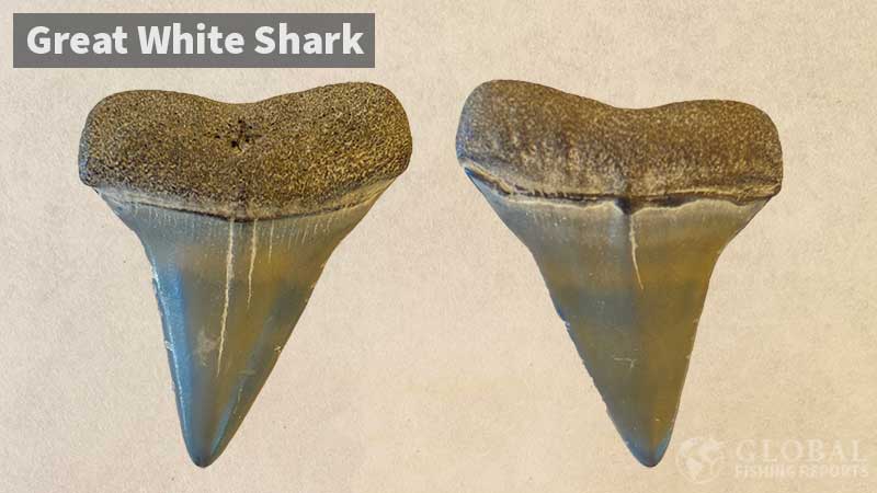 Great white shark tooth