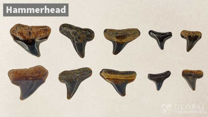 hammerhead shark teeth