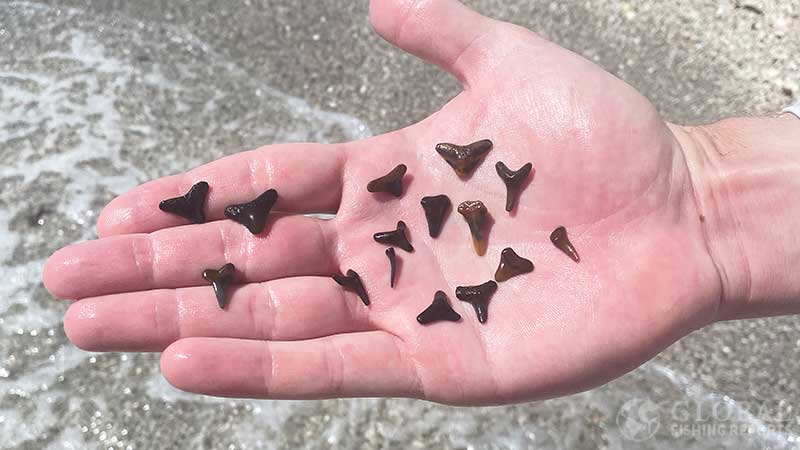 Holding shark teeth in my hand at the beach