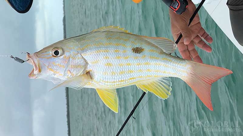 lane snapper identification picture