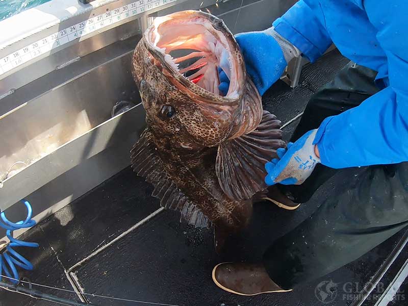 large mouth of a lingcod
