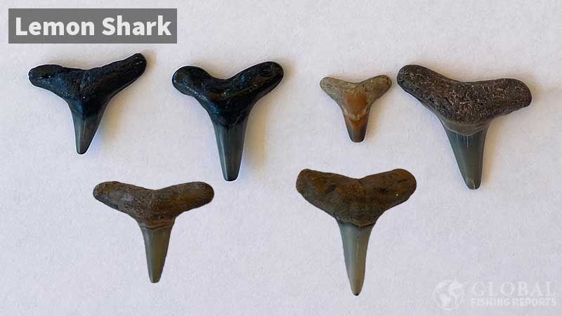 lemon shark teeth