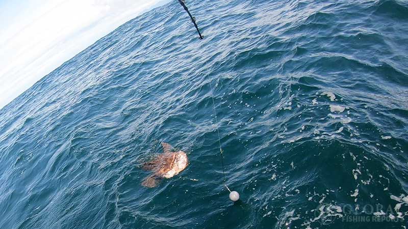 lingcod at the surface of the water