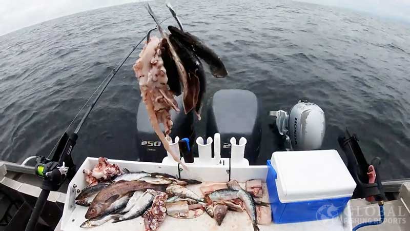 lingcod bait on a large hook