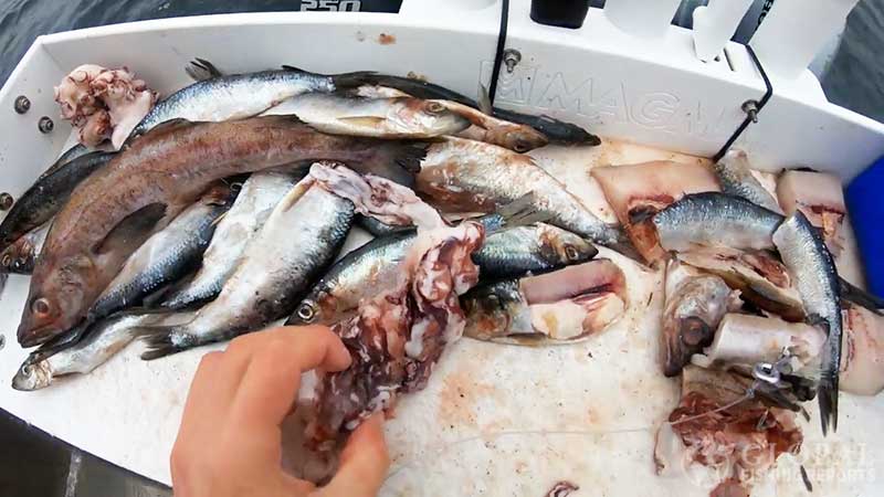 lingcod baits herring pollock and octopus
