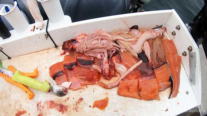 lingcod cut bait pink salmon and salmon guts