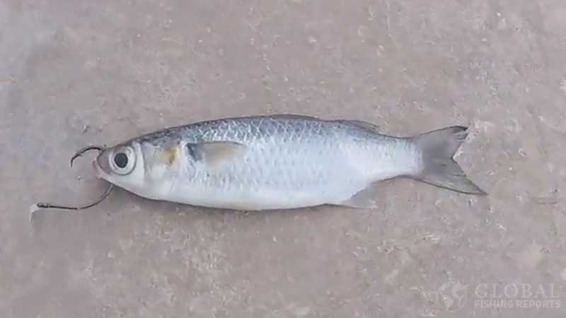 live or dead mullet for barracuda bait