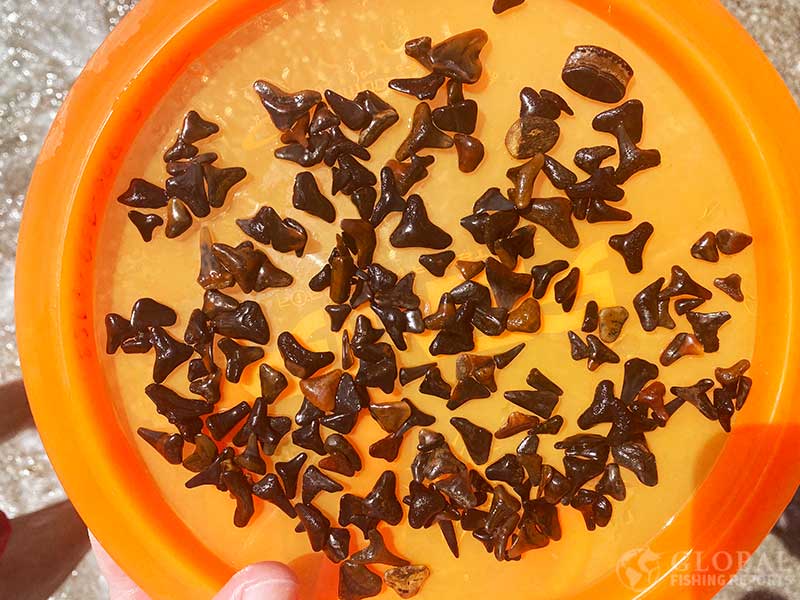 Lots of shark teeth found on a beach in florida