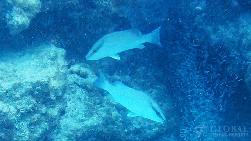 mangrove snapper swimming on reef