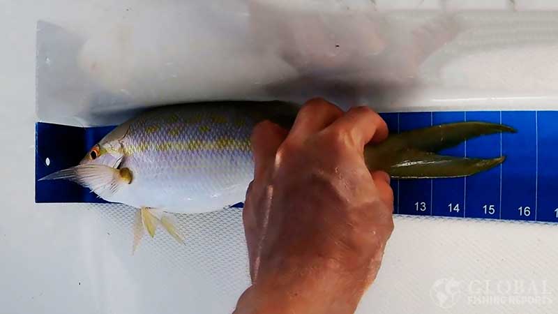 measuring a snapper by squeezing its tail